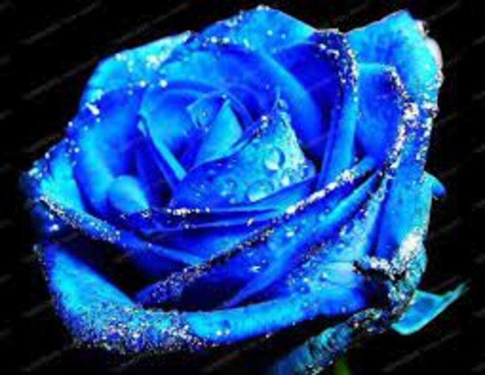 Chrząszcz Lyoder i jego niebieska róża puzzle online