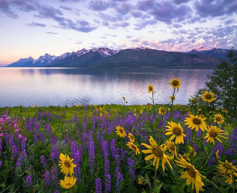 Łąka w kwiatach przy jeziorze puzzle online