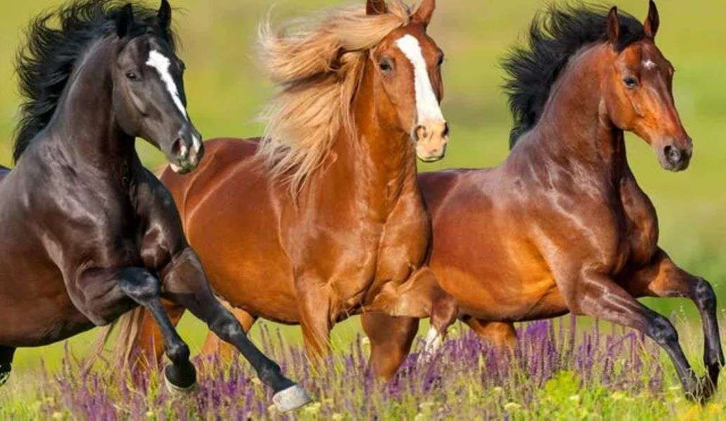 konie w biegu puzzle online