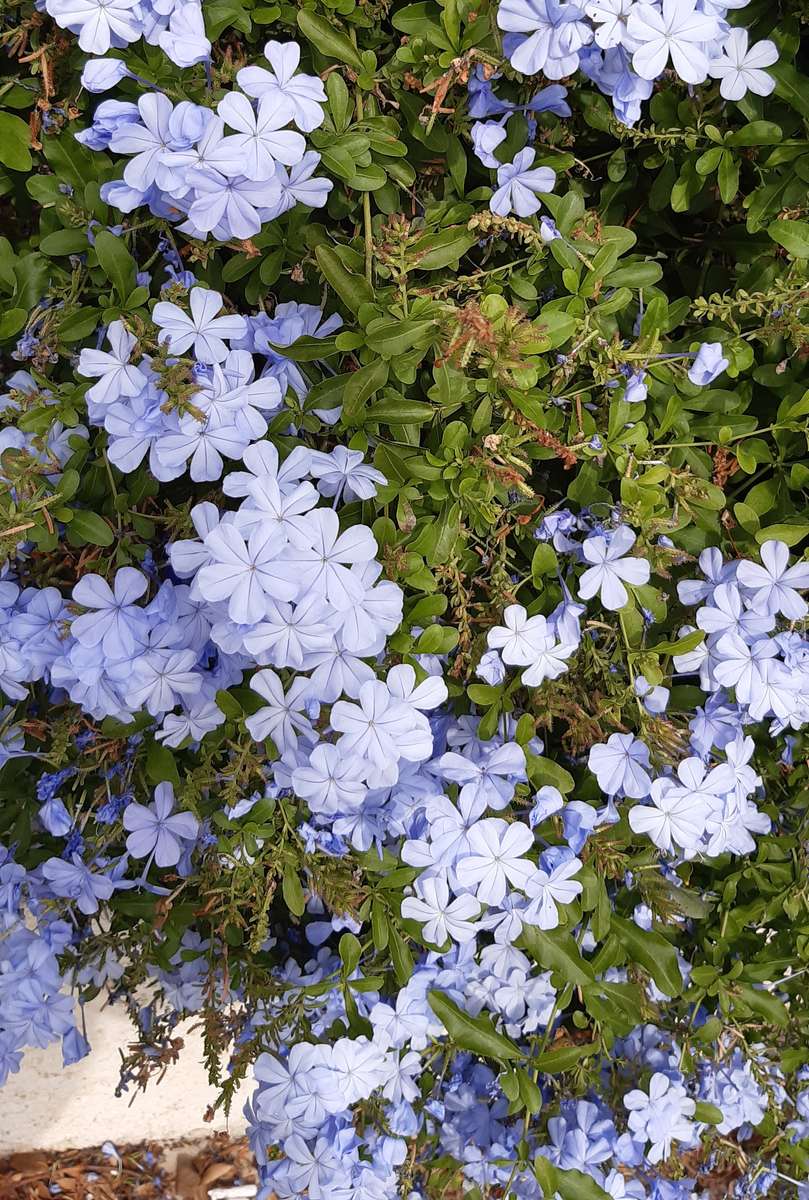 niebieskie kwiatki puzzle online