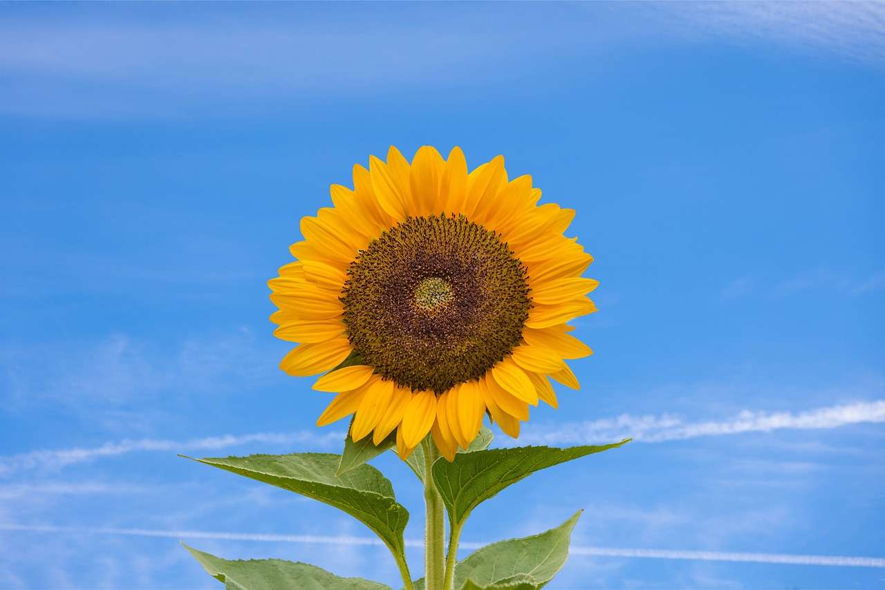 najpiękniejszy kwiat słoneczników puzzle online