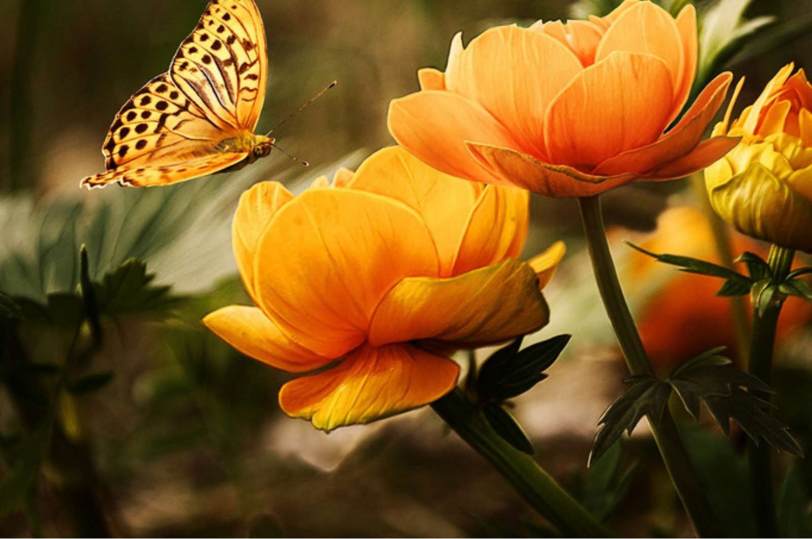 kwiaty i motyl puzzle online