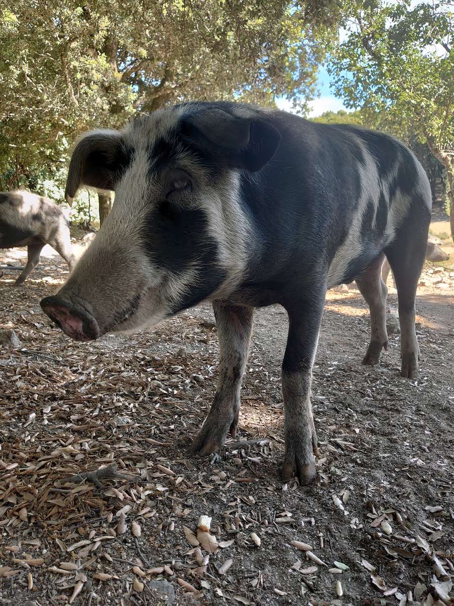 Cochon en Corse, korsykańska świnia puzzle online