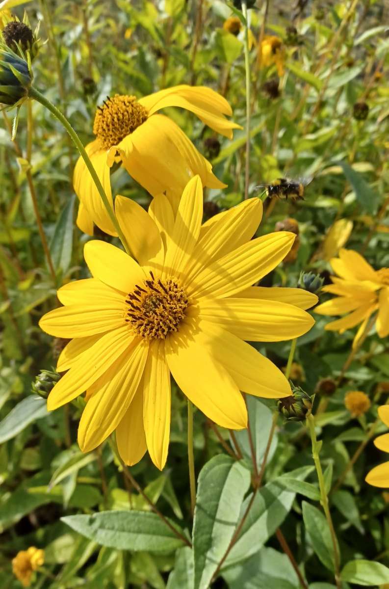 żółte kwiatki na łące puzzle online