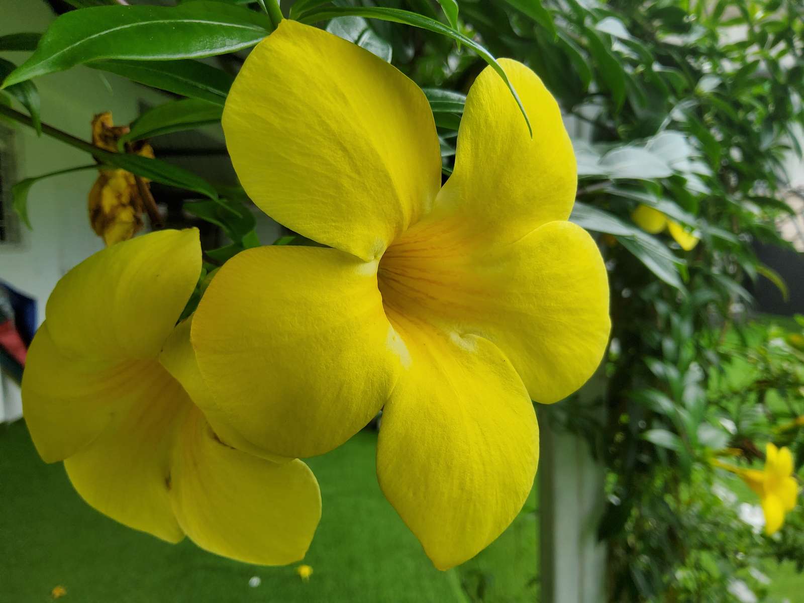 żółty kwiat puzzle online