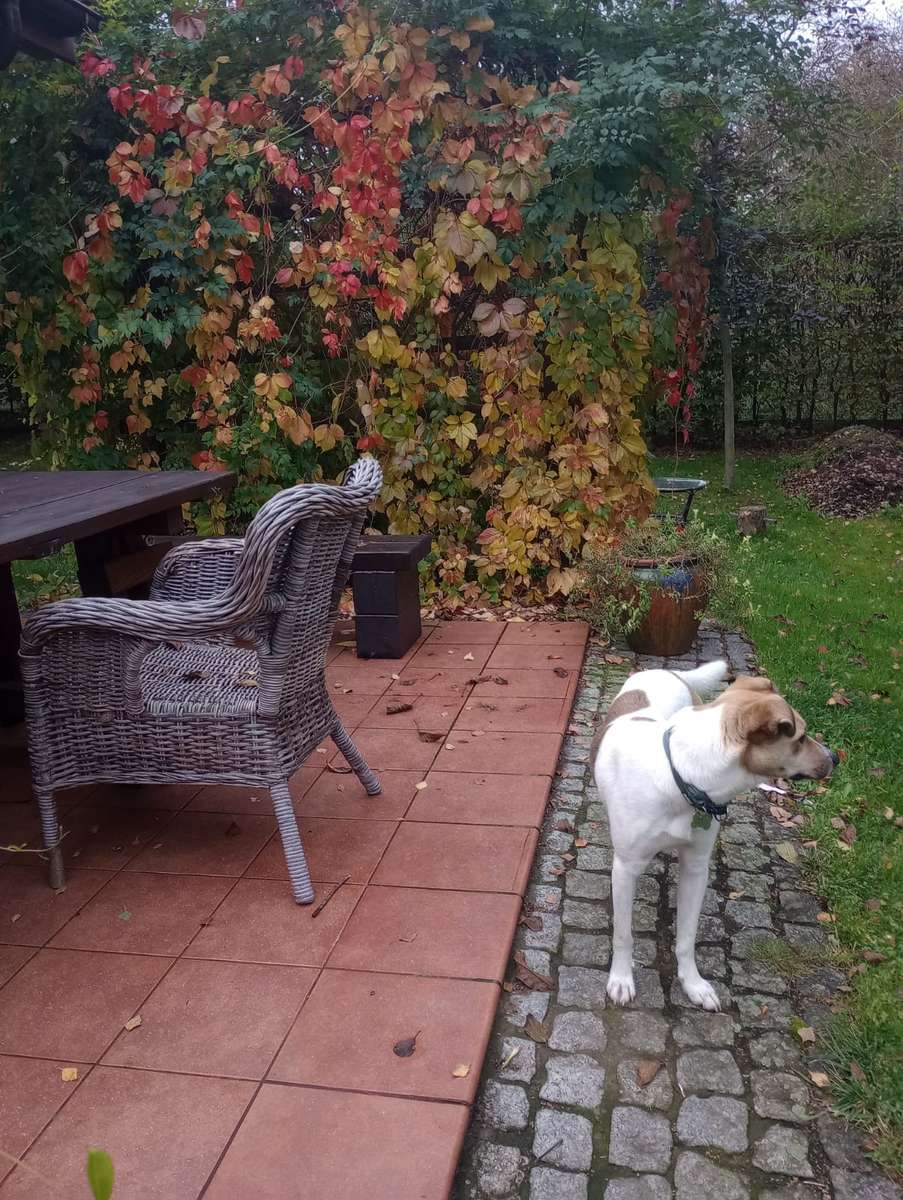 pies w jesiennym ogrodzie puzzle online