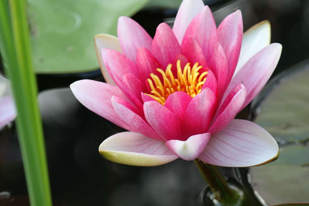 różowa lilia wodna puzzle online
