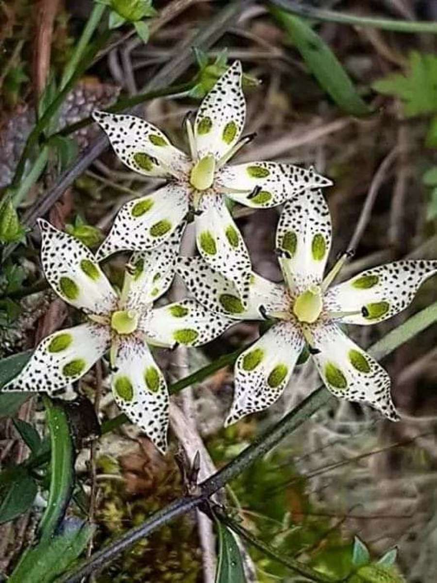 Swertia (Swertia bimaculata) puzzle online