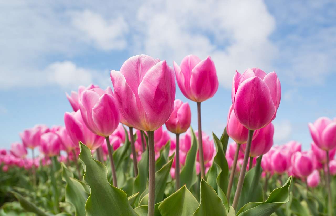 najpiękniejsze tulipany w ogrodzie puzzle online