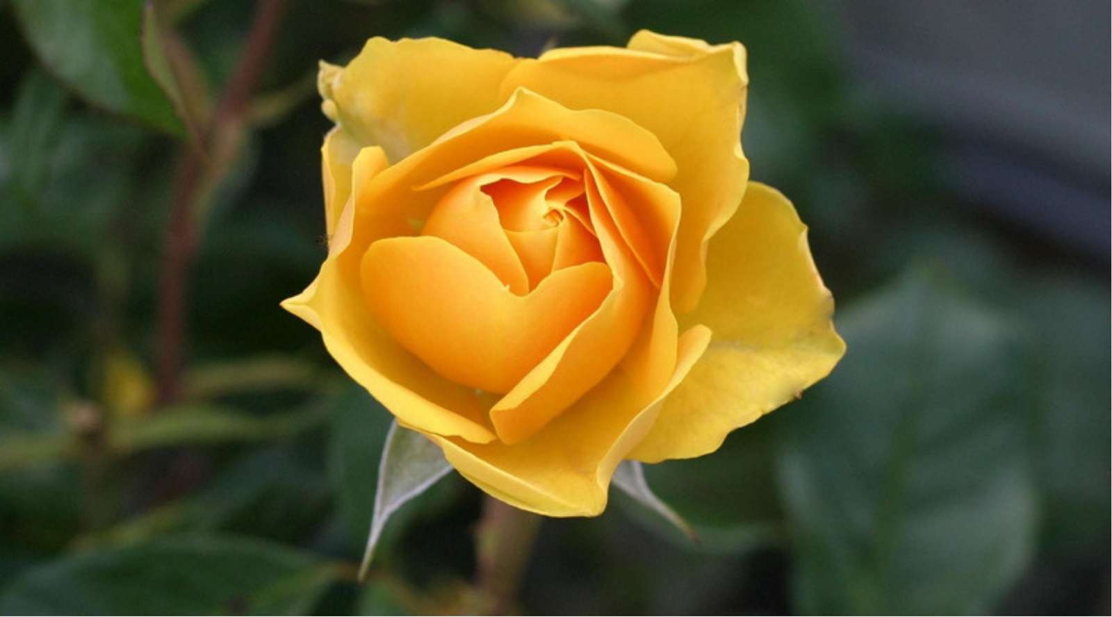 najpiękniejszy kwiat na świecie puzzle online