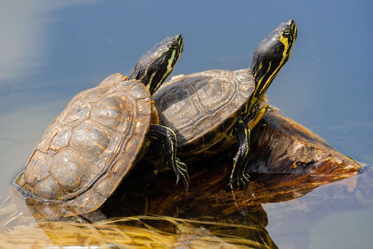 Żółwie, przyroda, Priroda puzzle online