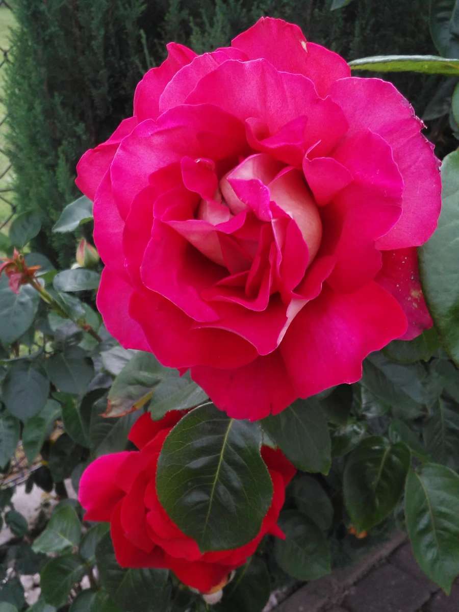 róża zawsze piękna puzzle online