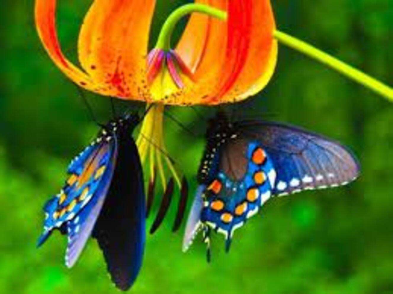 Chrząszcz Lyoder i dwa niebieskie motyle puzzle online