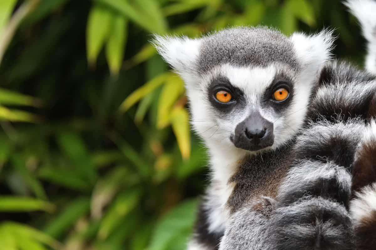Lemur według geografii puzzle online