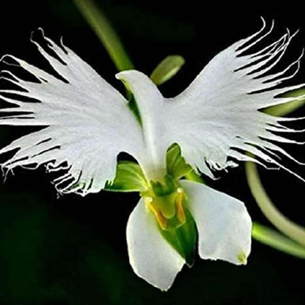 Orchidea czapli białej (Habenaria radiata) puzzle online