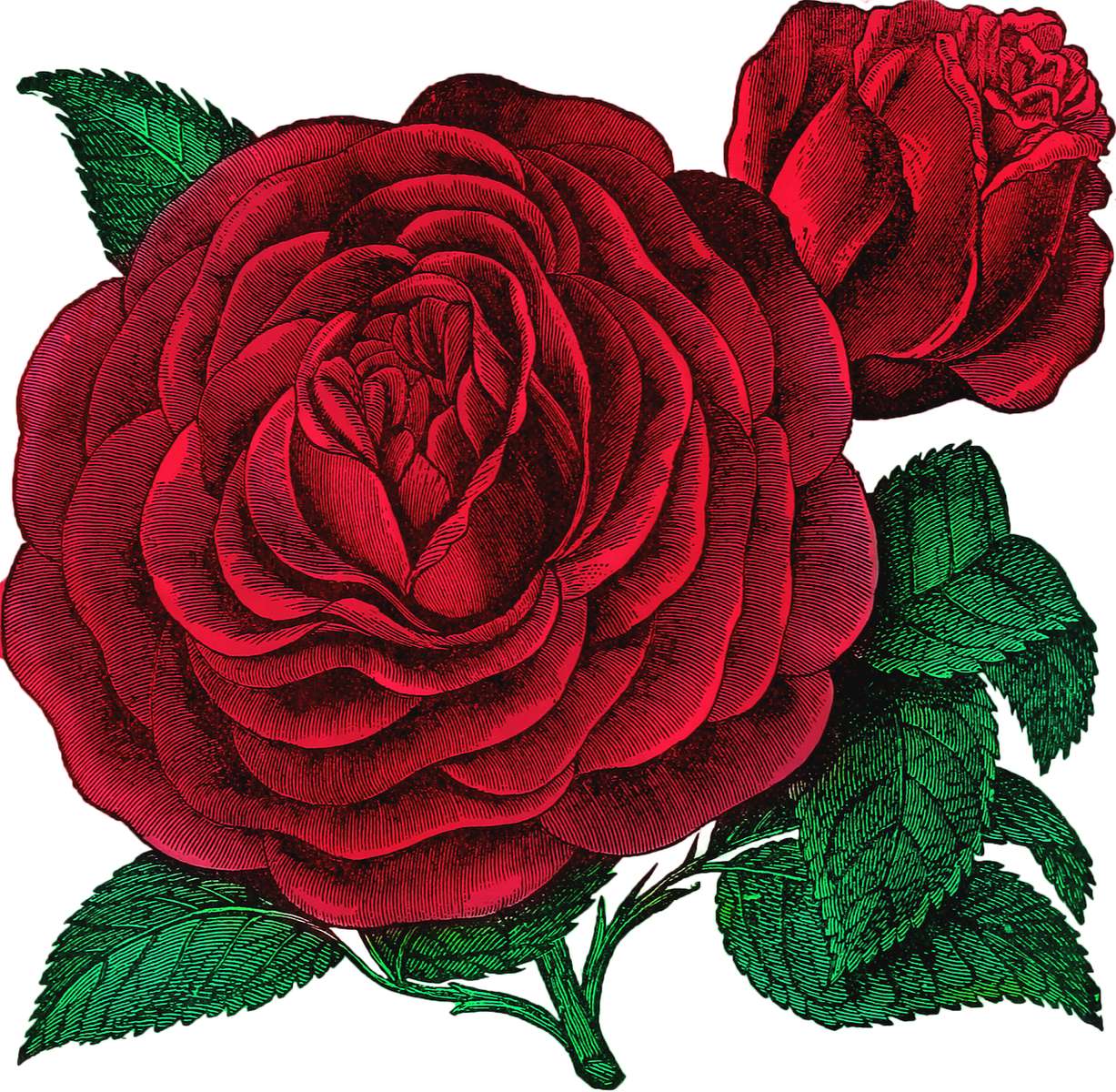 róża, którą kocham najbardziej puzzle online