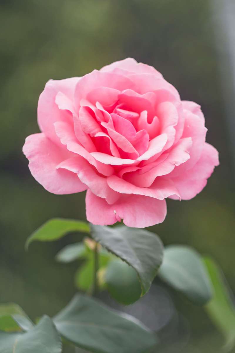 najpiękniejsza róża w ogrodzie puzzle online