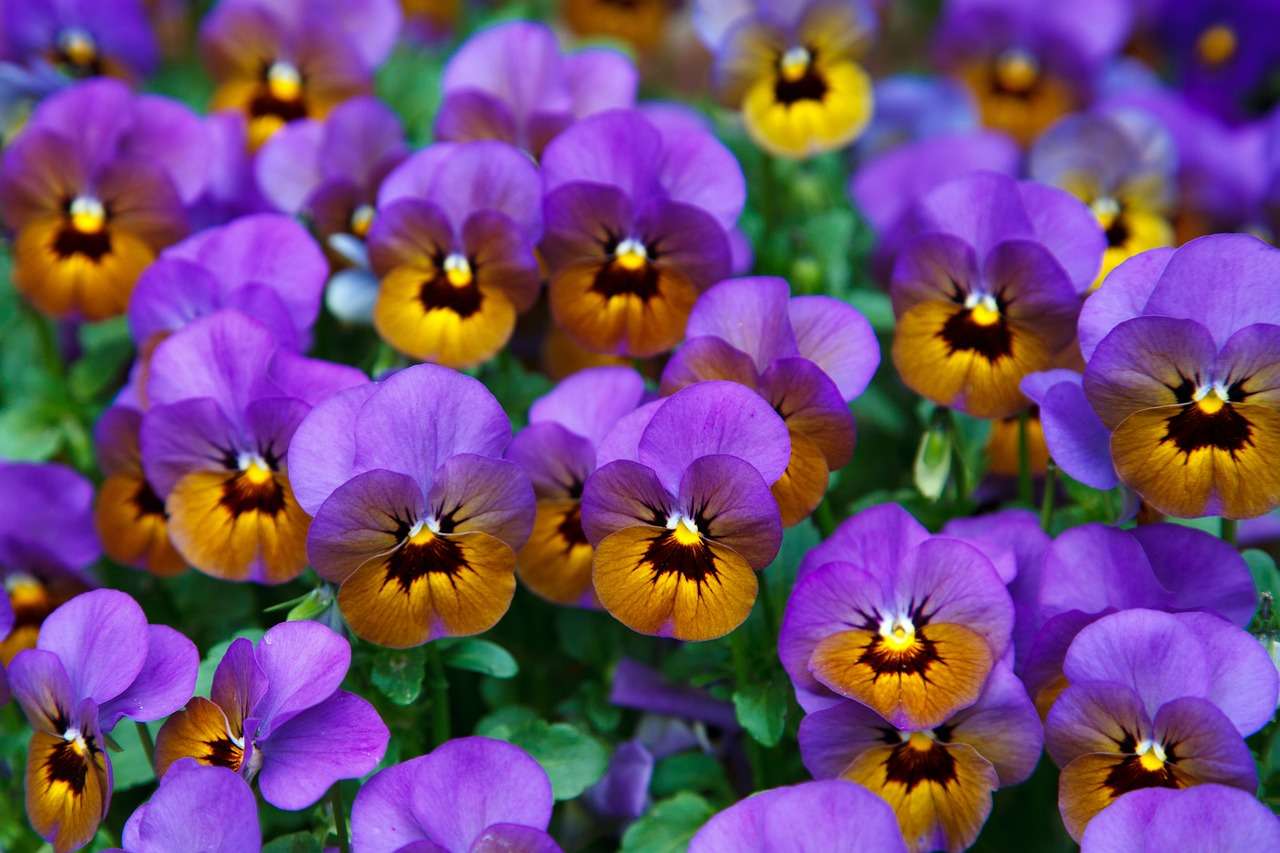 najpiękniejsze kwiaty puzzle online