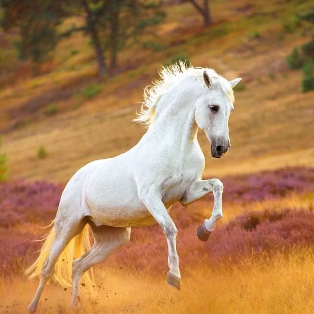 Biały koń na łące puzzle online