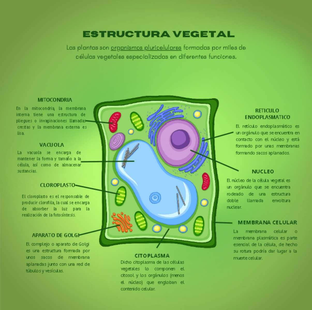 Komórka roślinna puzzle online