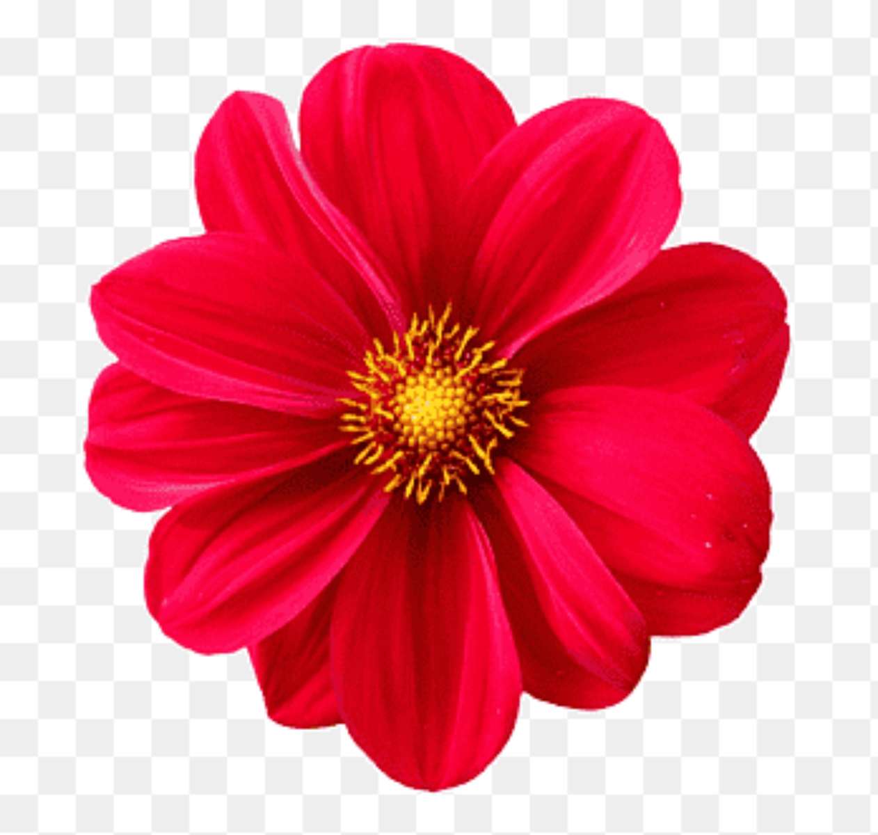 czerwony kwiat stokrotki puzzle online