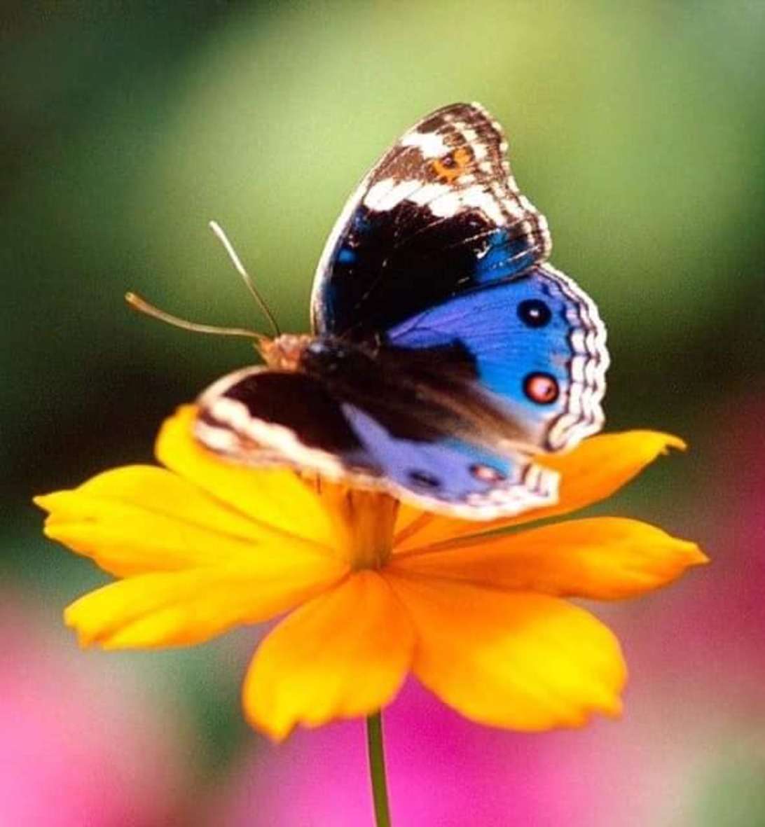 Lyoder beetle jasnoniebieski brązowy motyl na kwiatku puzzle online