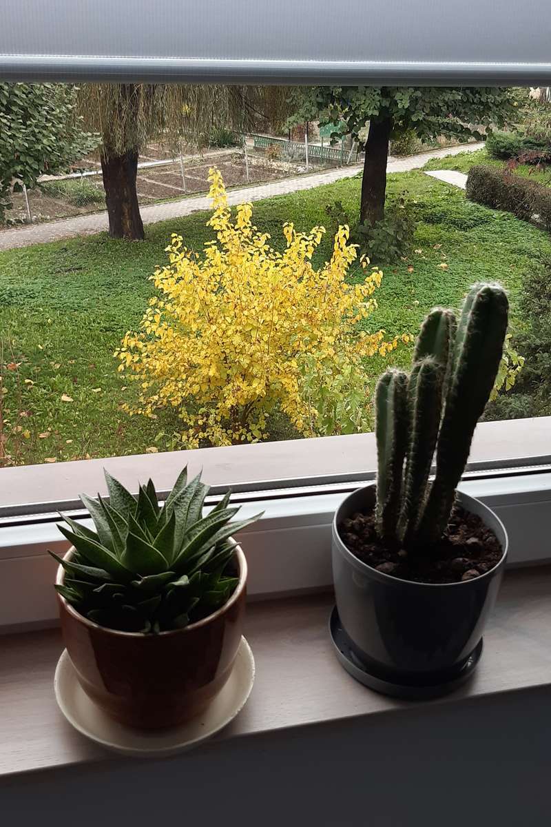 kaktusy w doniczkach na oknie puzzle online