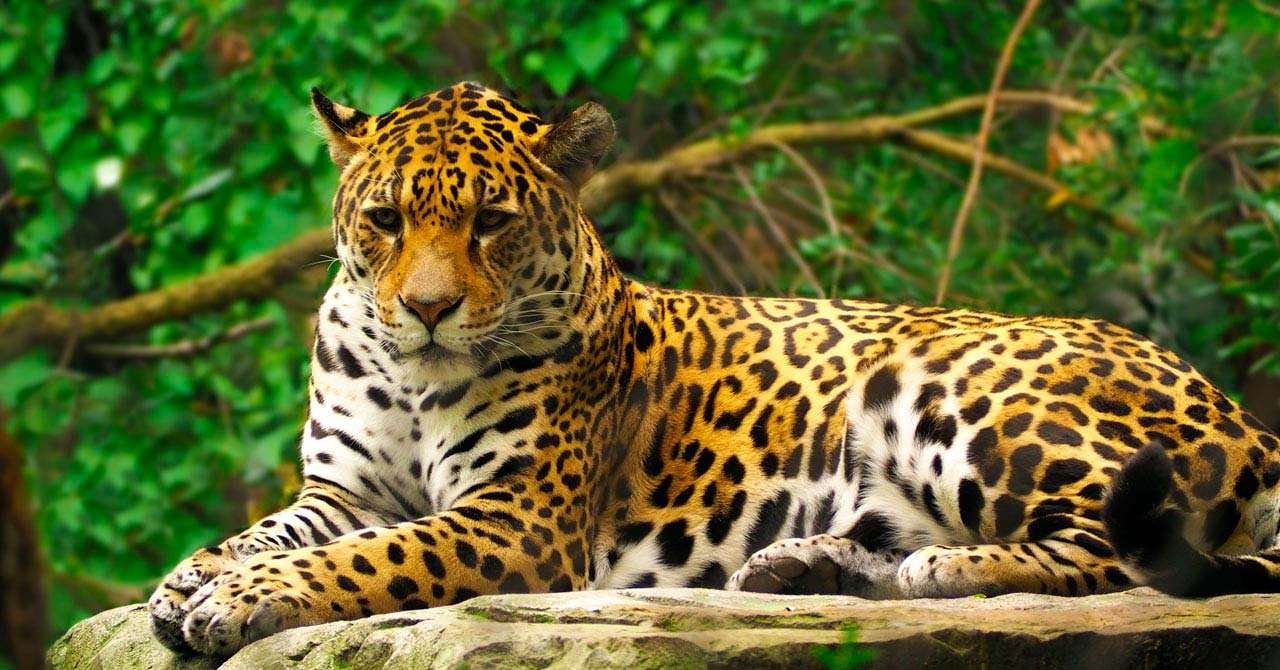 Jaguar (Panthera onca). puzzle online