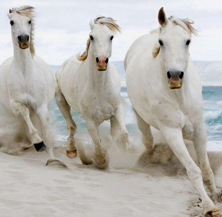 Białe konie w galopie nad morzem puzzle online