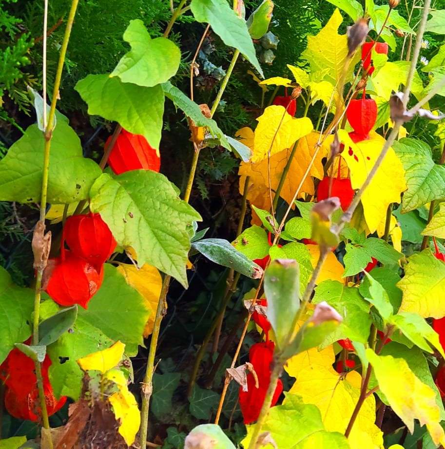 kolorowe liście i owoce puzzle online