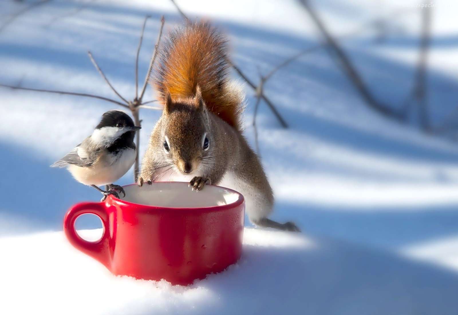 Zimowa przyjaźń sikorki i wiewiórki puzzle online