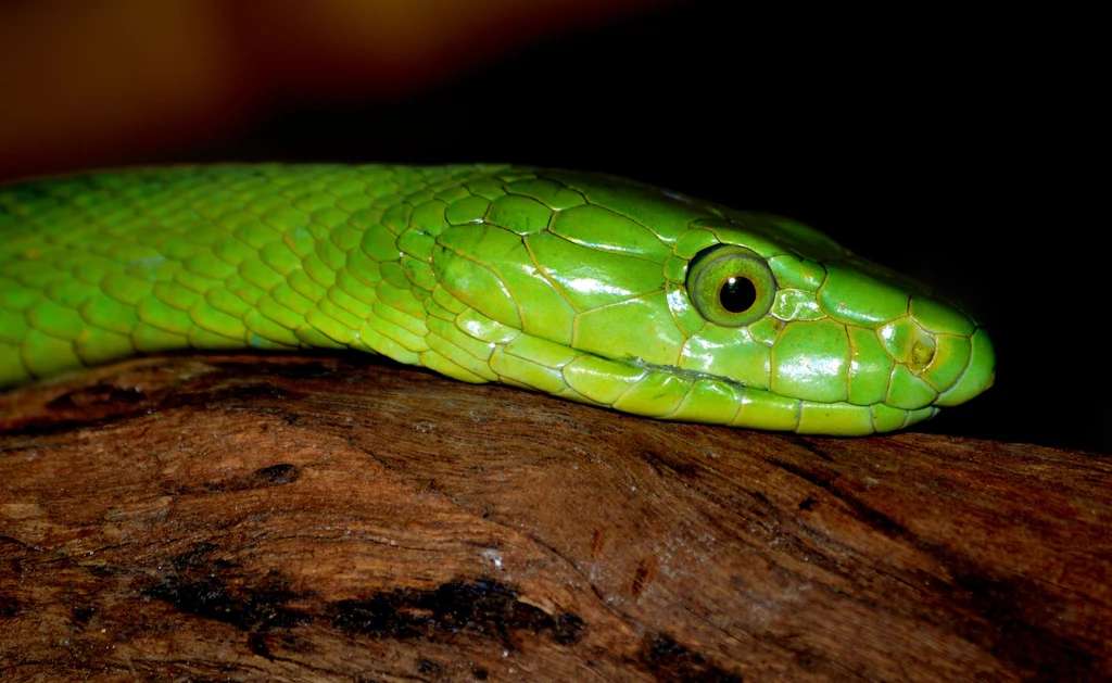 Piękny zielony wąż puzzle online