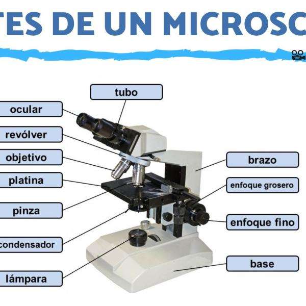 CZĘŚCI MIKROSKOPOWE puzzle online