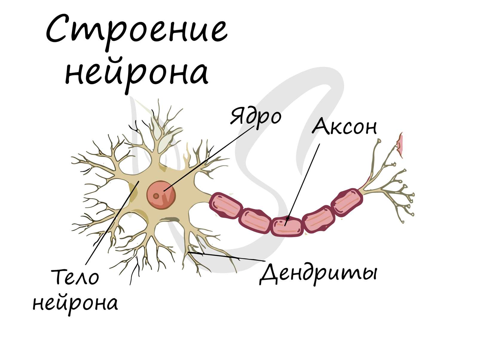 Neurondar puzzle online