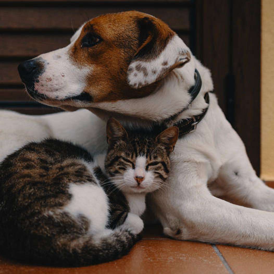 Przyjaźń między psem i kotem puzzle online