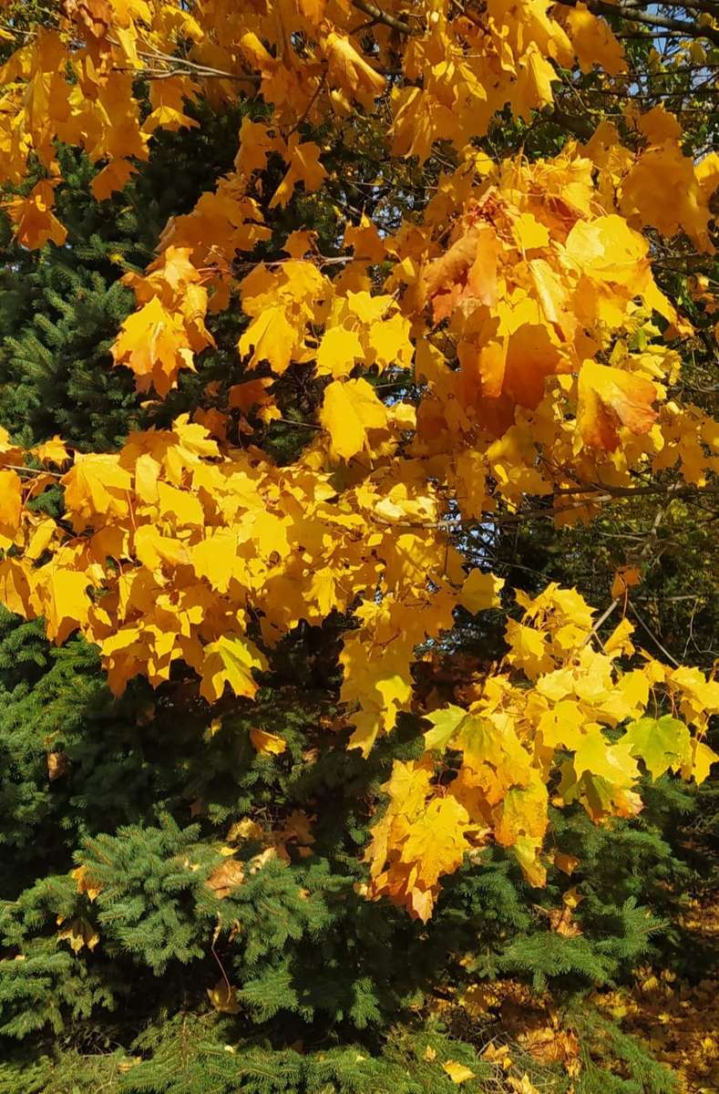 listopadowe kolory drzew puzzle online