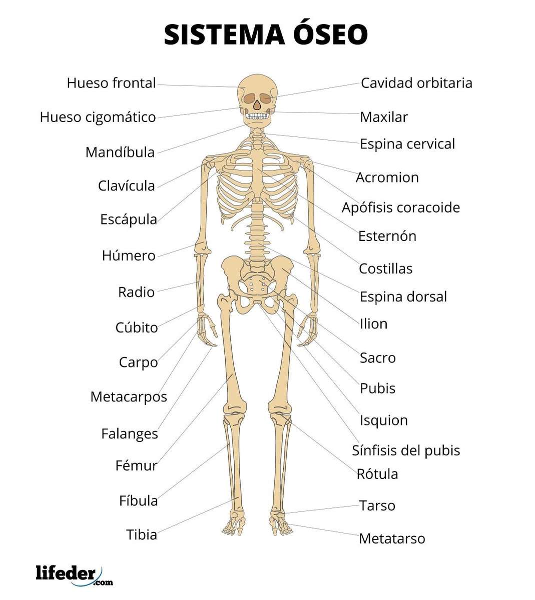 układ kostny puzzle online