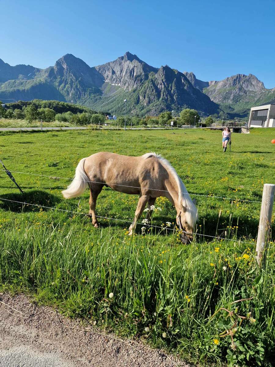 Koń na wypasie Norwegia puzzle online
