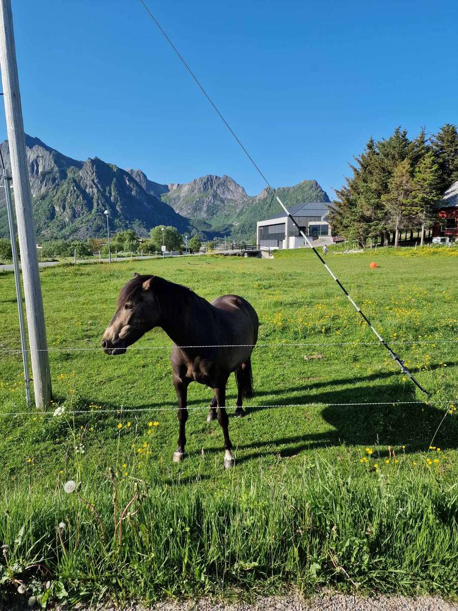 Koń na wypasie Norwegia puzzle online