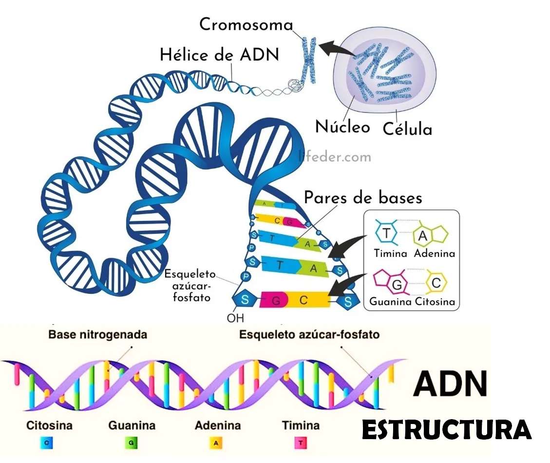 Zagadka DNA puzzle online