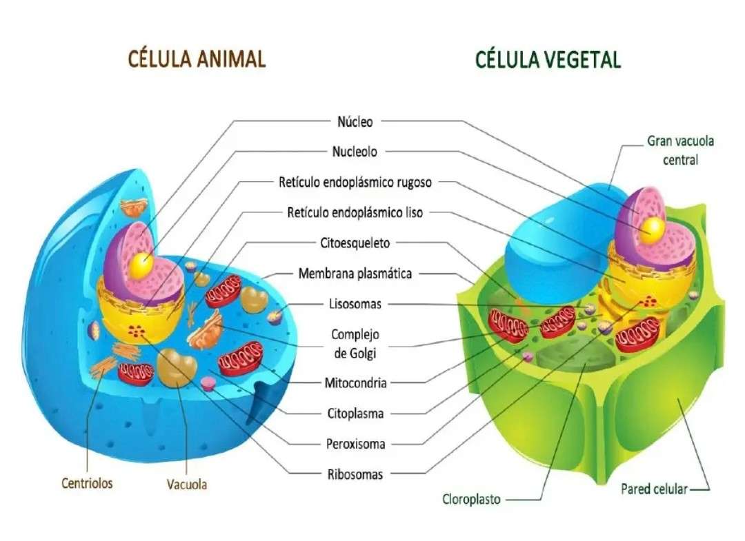 komórka biologiczna puzzle online