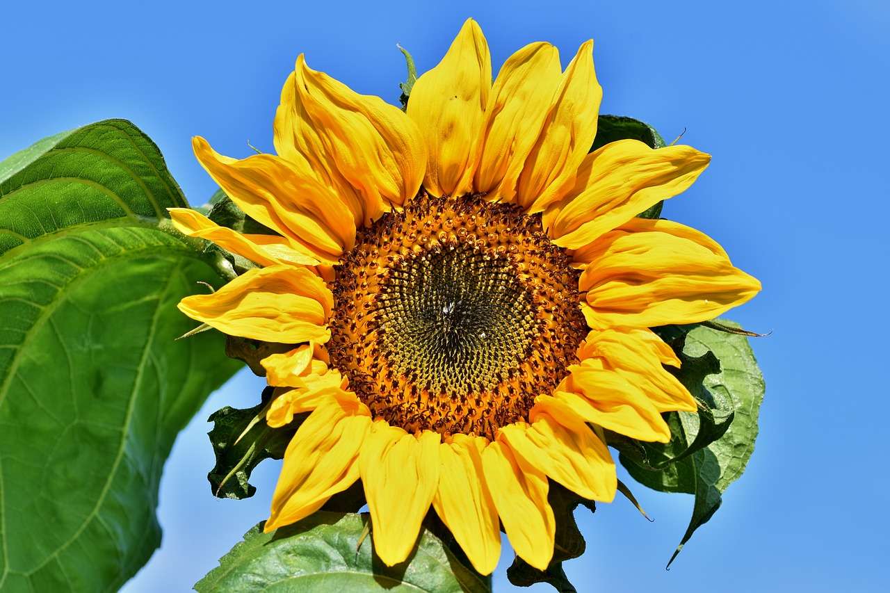 Słonecznik, kwiaty puzzle online