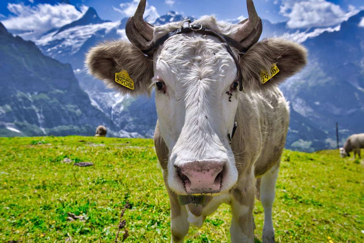Krowa, cielę, wołowina puzzle online