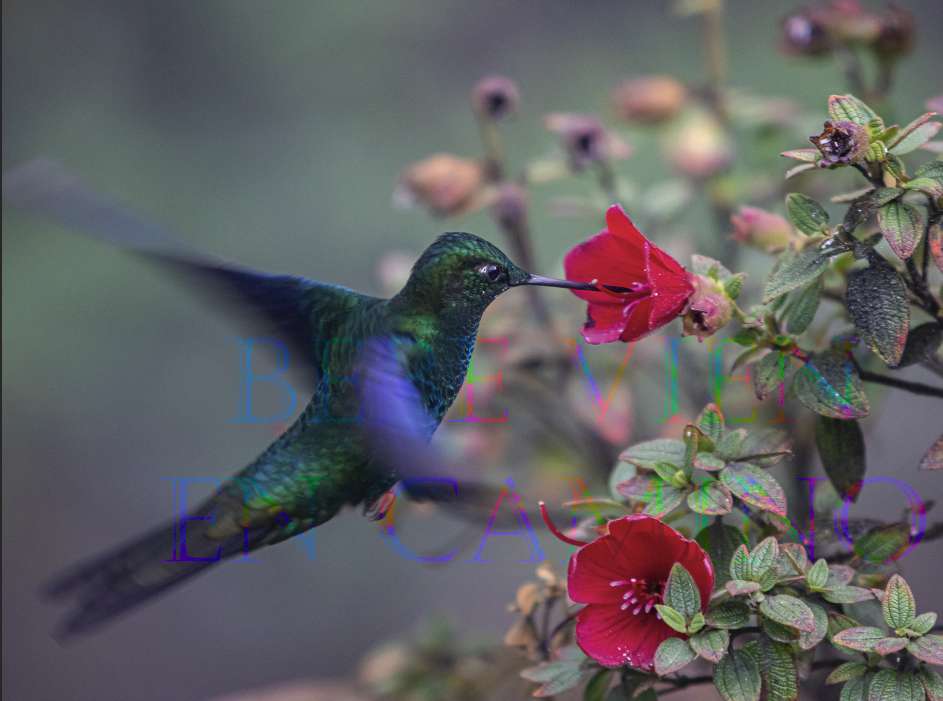 Termiczne Colibri puzzle online