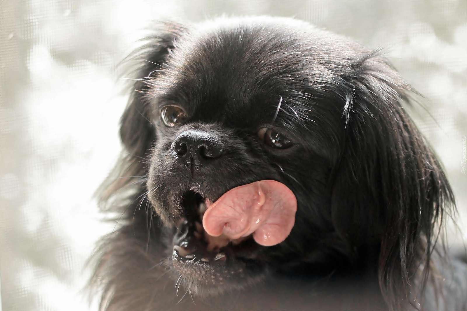 Czarny pies pekińczyk, pokazuje język puzzle online