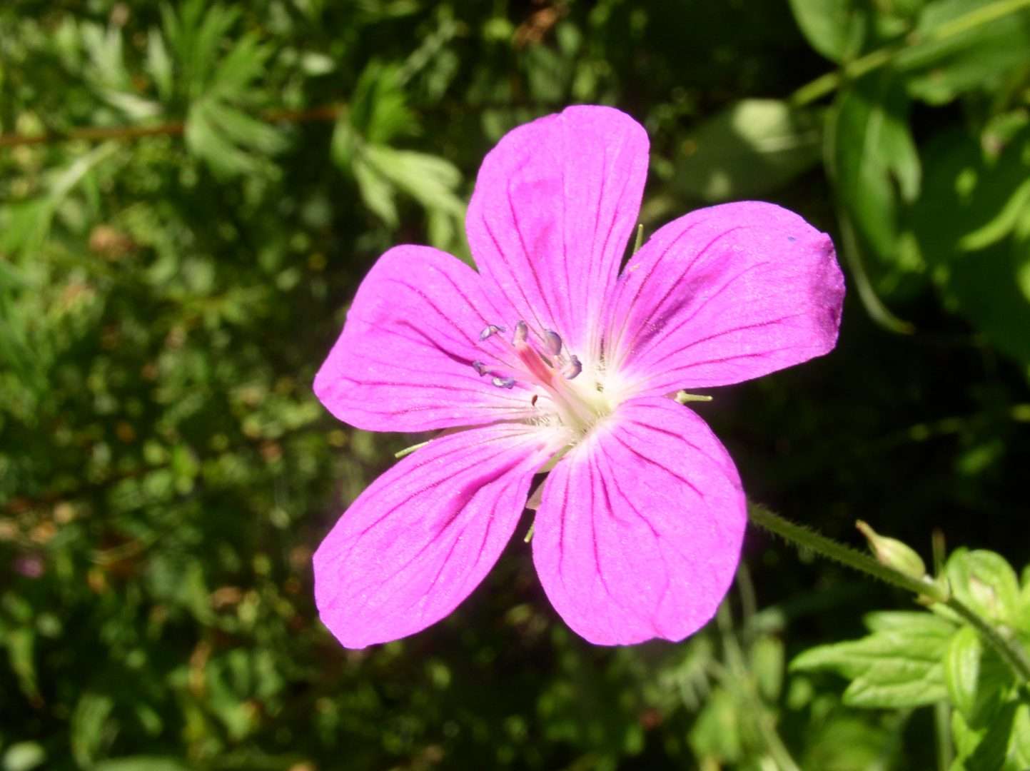piękny kwiat geranium puzzle online