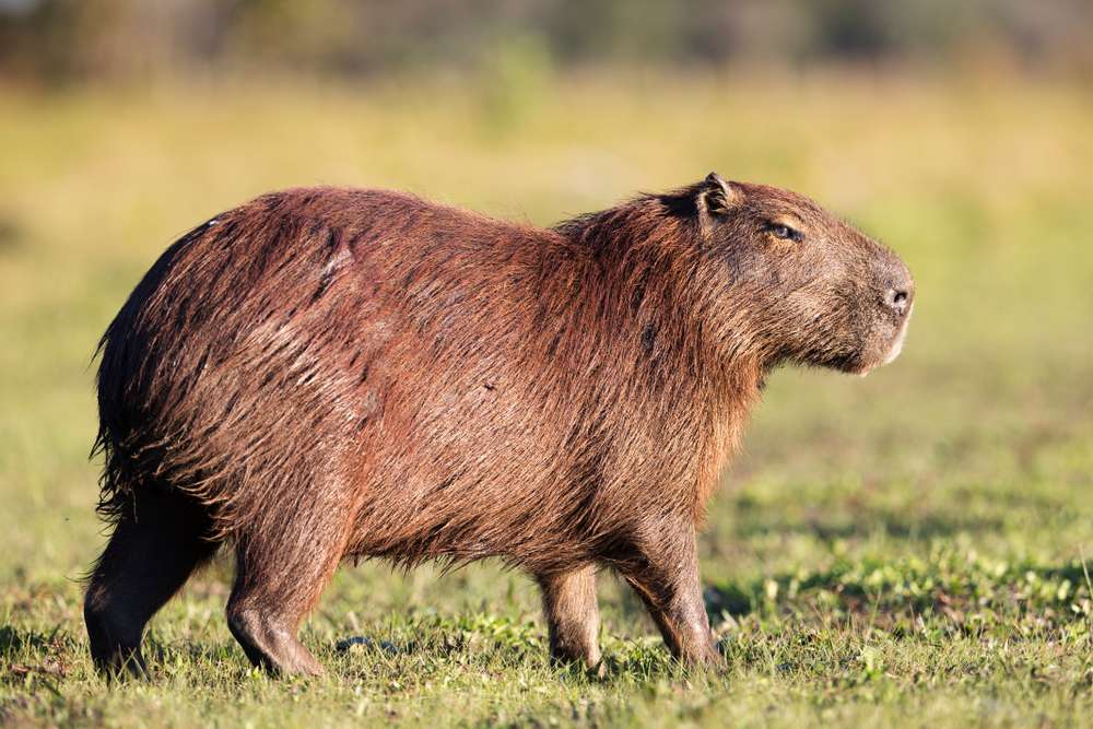 Capybara puzzle online