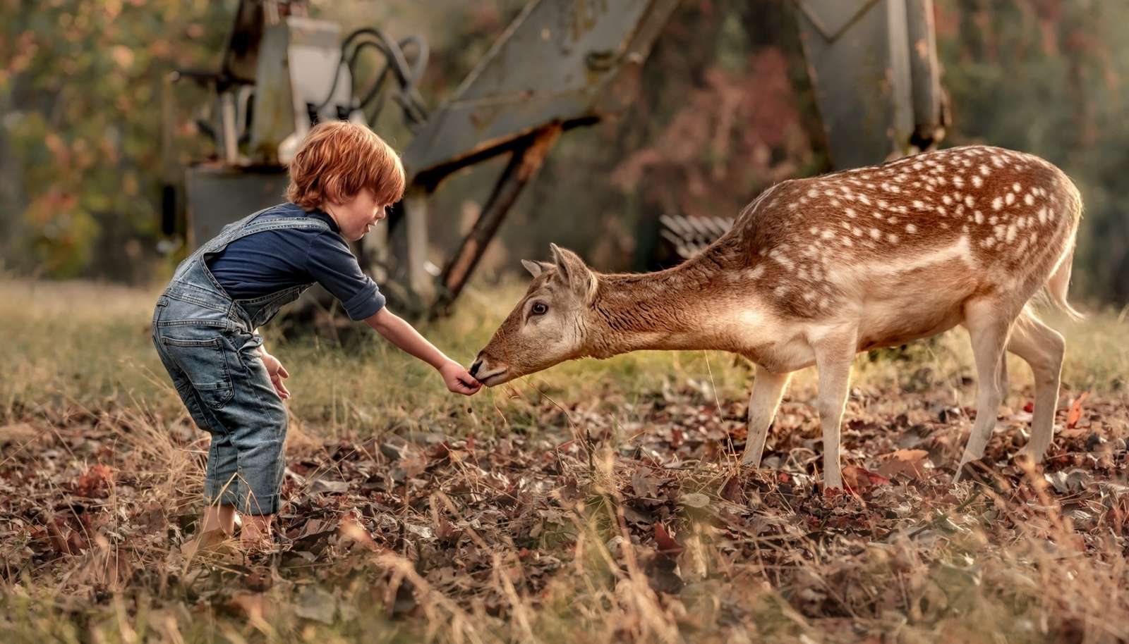 Dziecko karmiące leśne zwierzę puzzle online