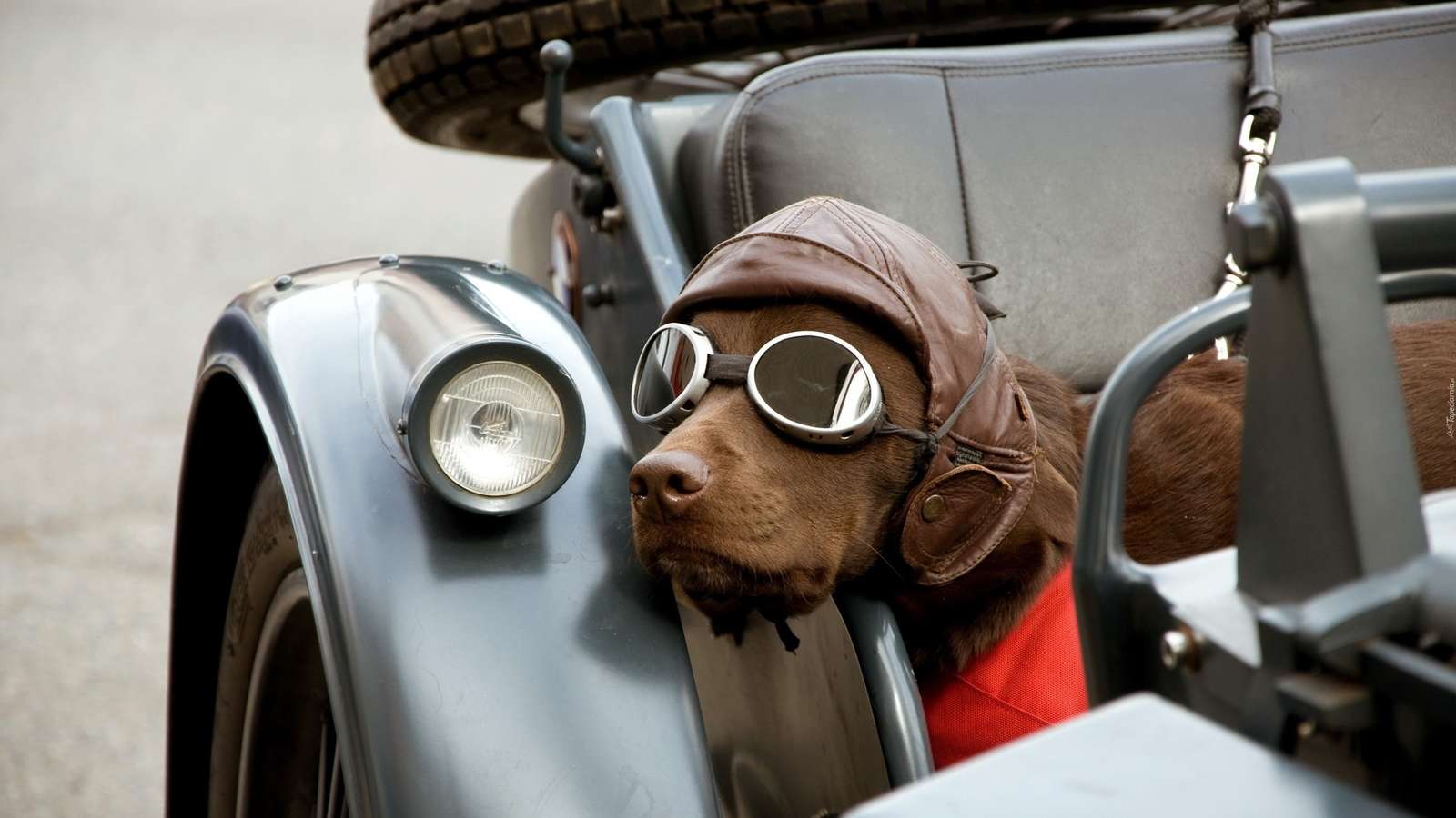 pies w czapce cyklisty puzzle online