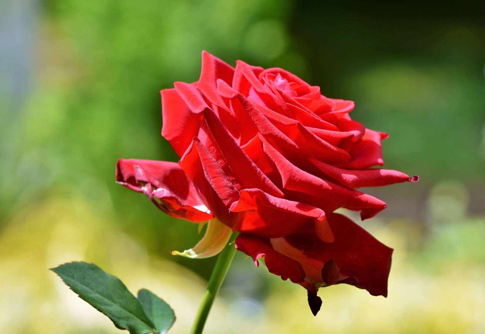 piękna róża od pixabay puzzle online